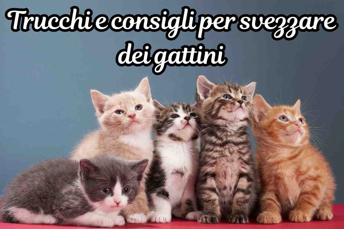 svezzare gatto