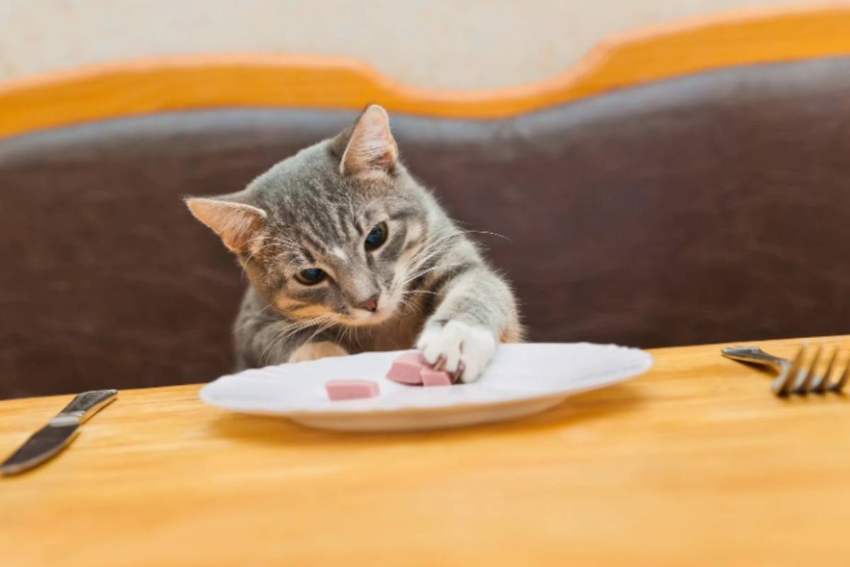 Gatto cerca di rubare il cibo 