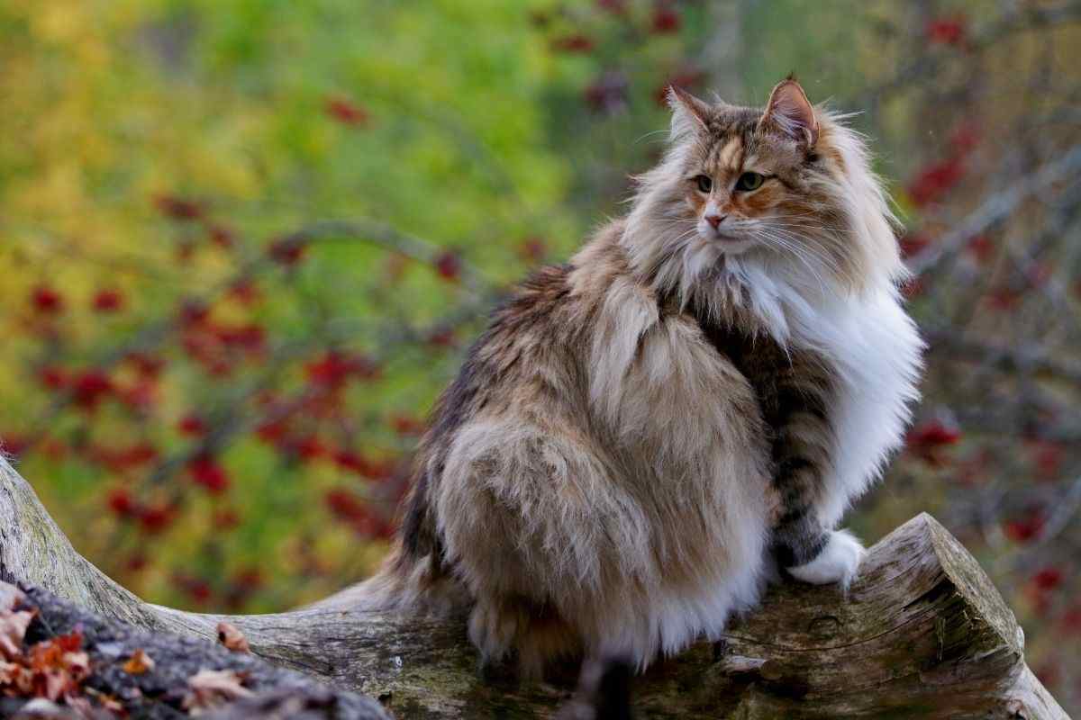 Gatto delle Foreste Norvegesi