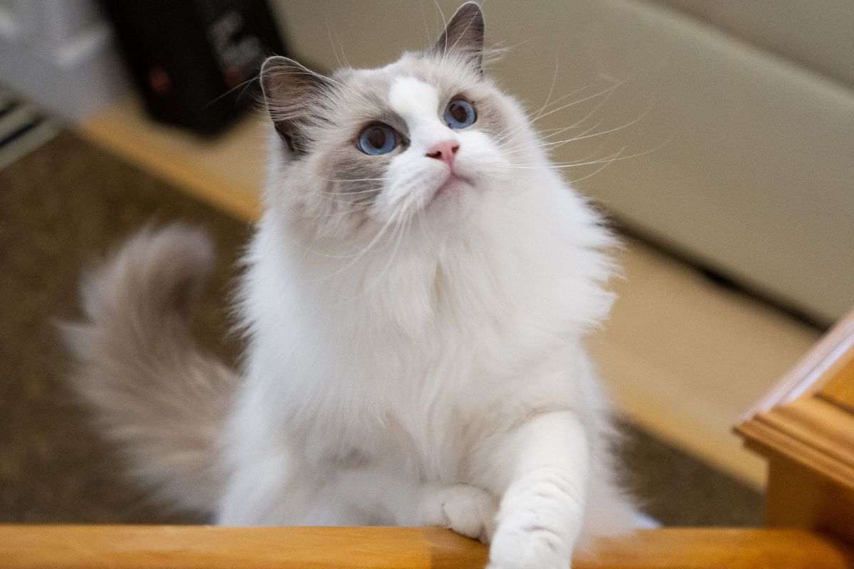 Gatto di razza Ragdoll