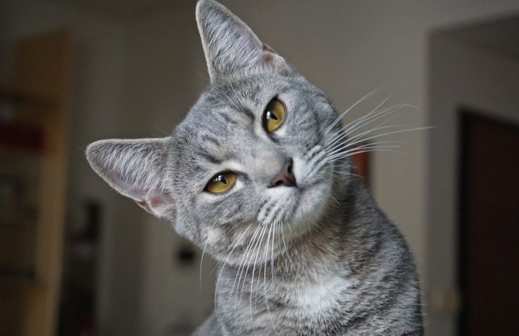 Gatto grigio