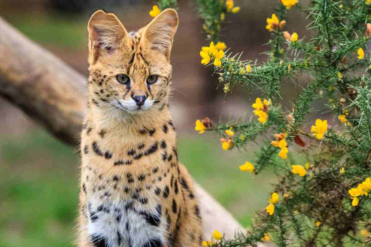 Il Serval, felino selvatico originario della Savana