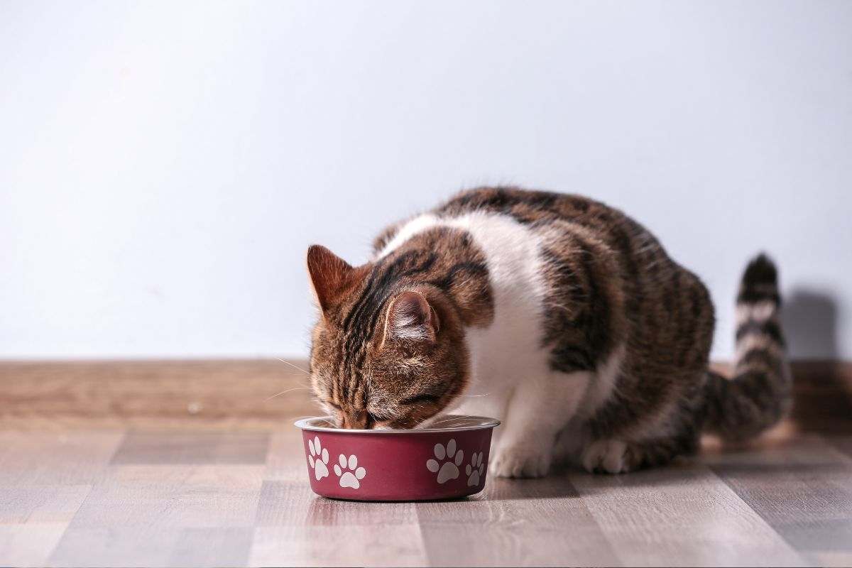 Un gatto mangia dalla sua ciotola