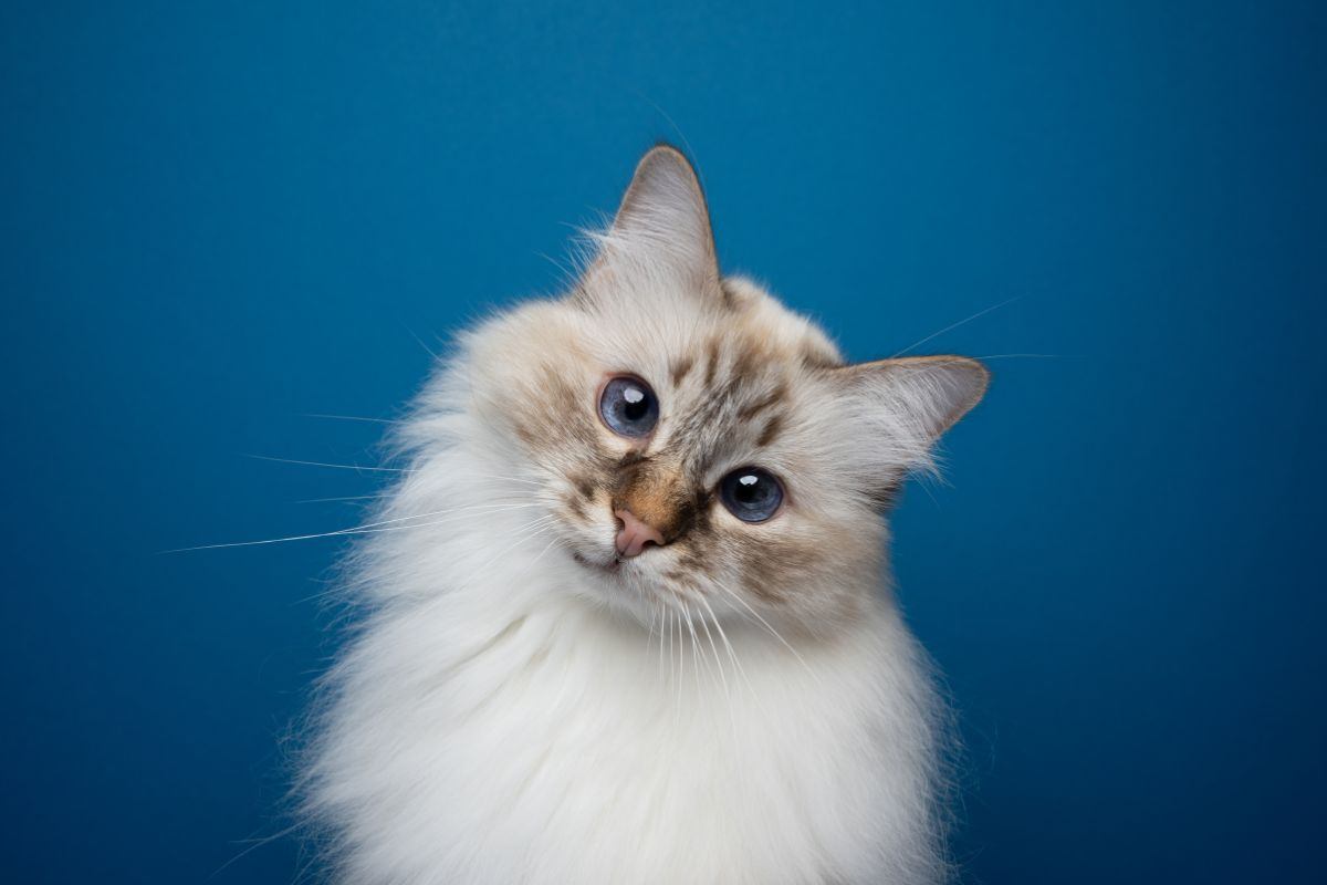 Un micio dal dolce sguardo