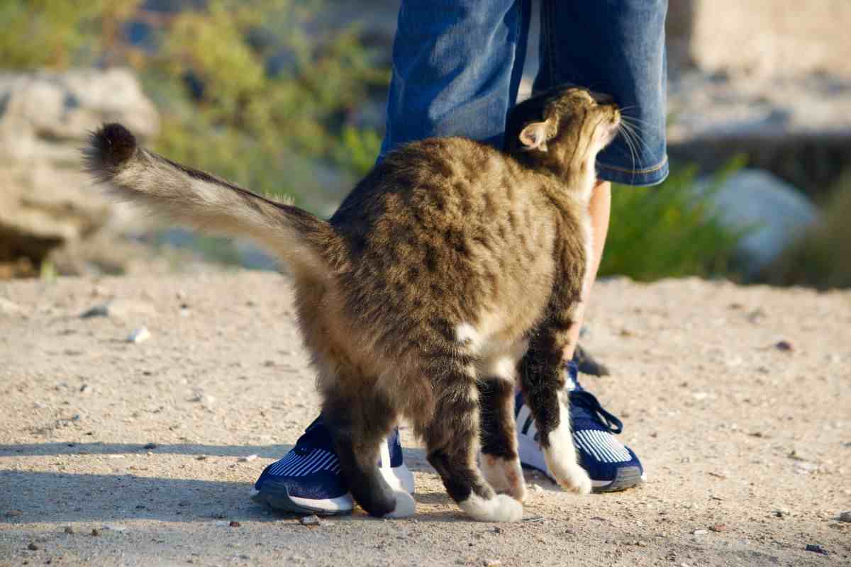 Un micio si struscia sulle gambe del padrone