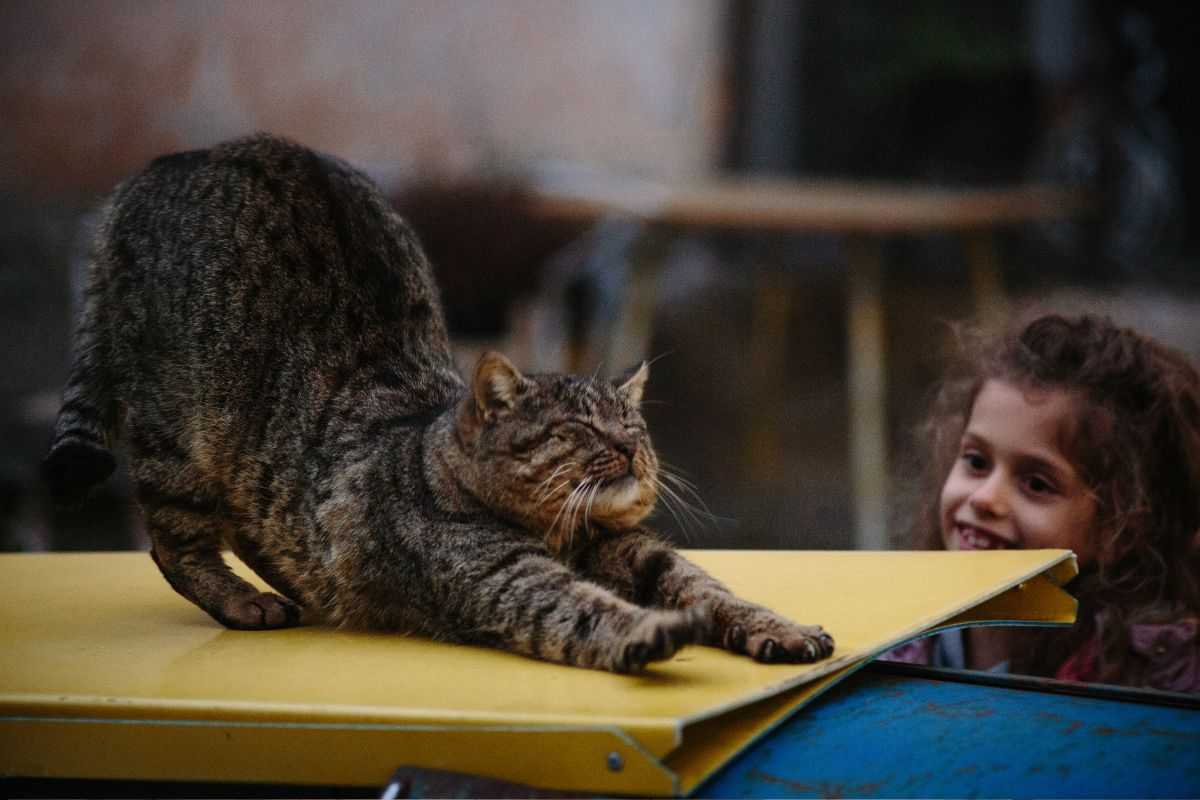 Una gatto si stiracchia davanti lo sguardo di una bimba