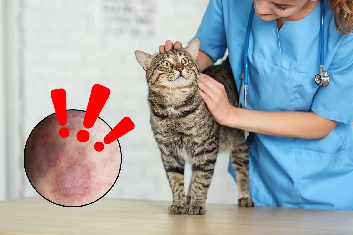 Veterinario controlla salute di un gatto