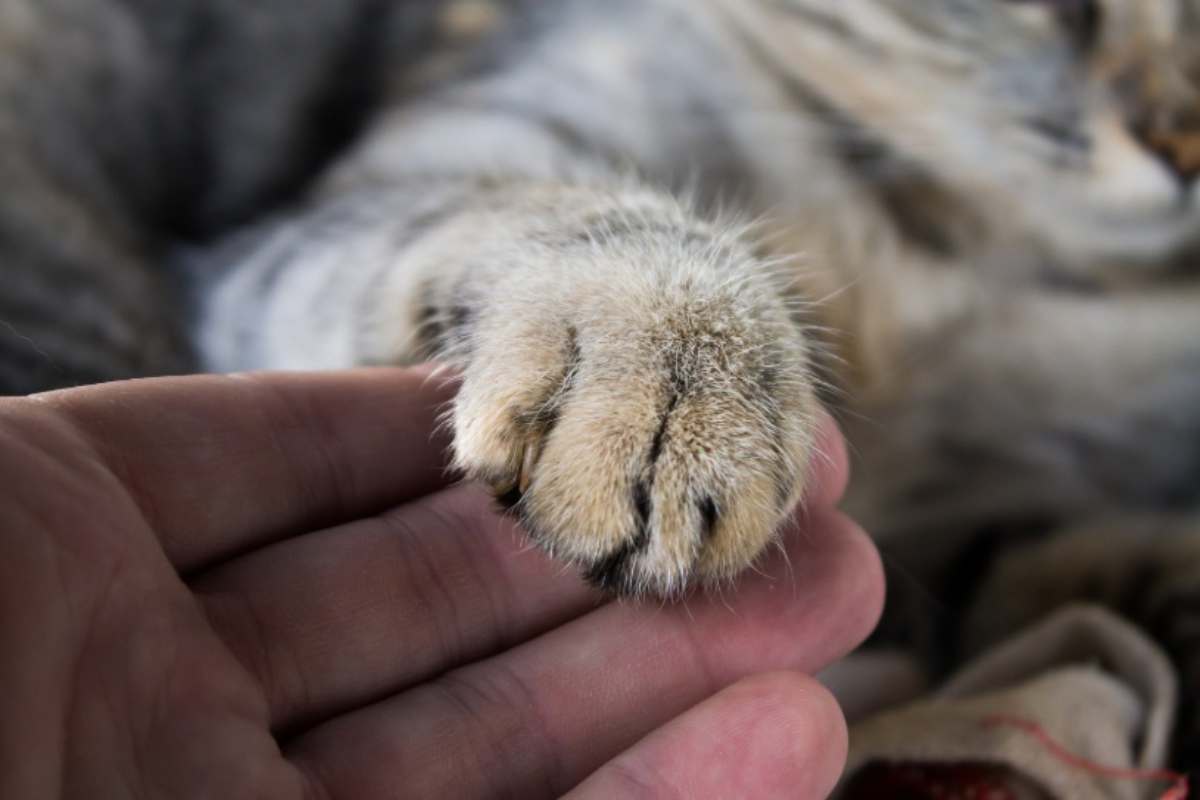 Zampa di gatto sulla mano 