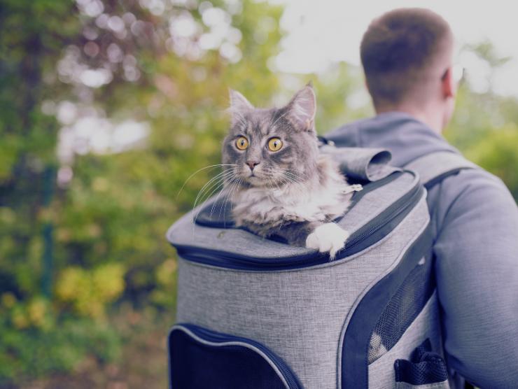 uomo con gatto nello zaino