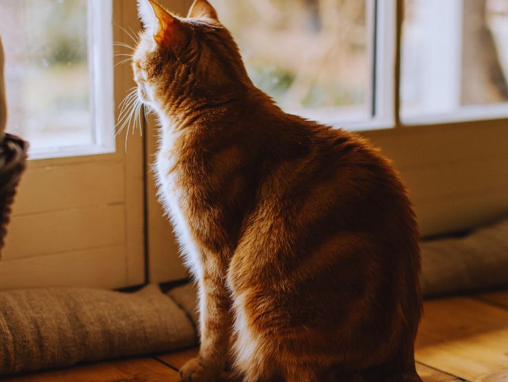 gatto aspetta davanti a porta chiusa