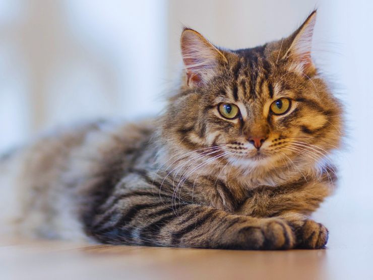 gatto grigio sguardo