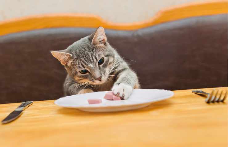 gatto che mangia