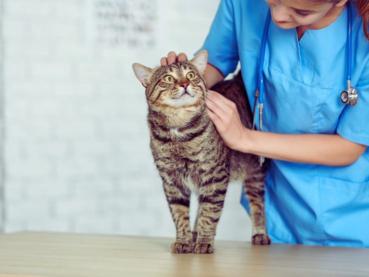 gatto è dalla veterinaria per le cure